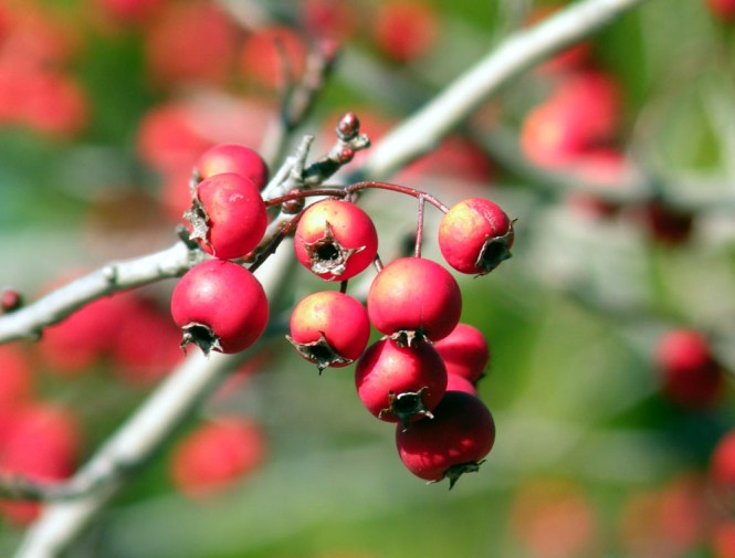 hawthorne berries close 6 Jan 12