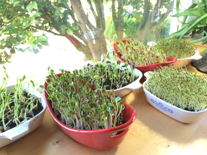 Sprouting is Fun and Easy!!!
