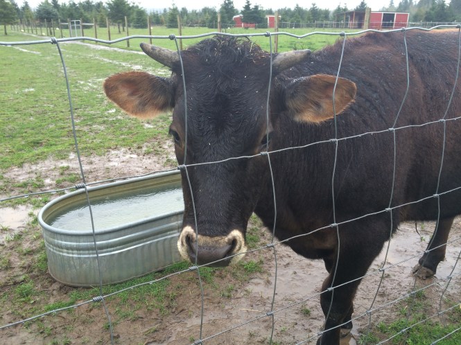 Hershey the Calf at Green Acres Farm Sanctuary