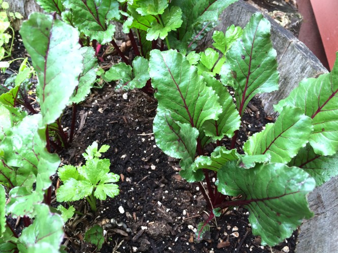 beets-in-garden